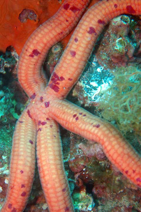 Varietà di colore in Ophidiaster ophidianus